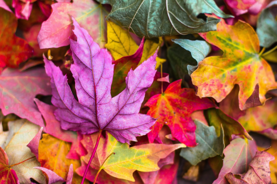 De HappyHerfst Challlenge van Houtmoed