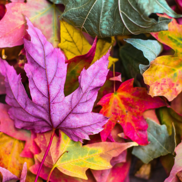 De HappyHerfst Challlenge van Houtmoed